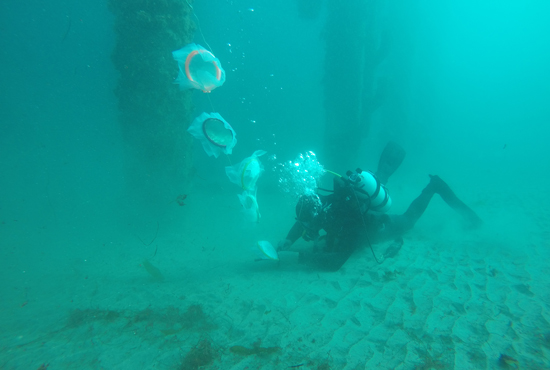 scuba diver with nets and near kelp