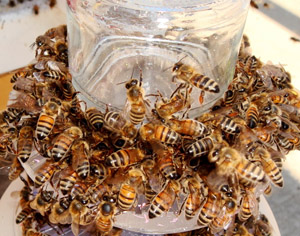 Close up of honey bees encircling a plastic cylinder