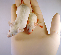 Mutant mouse with an enhanced HIF-1 gene sitting next to normal mouse in human hand with glove on.