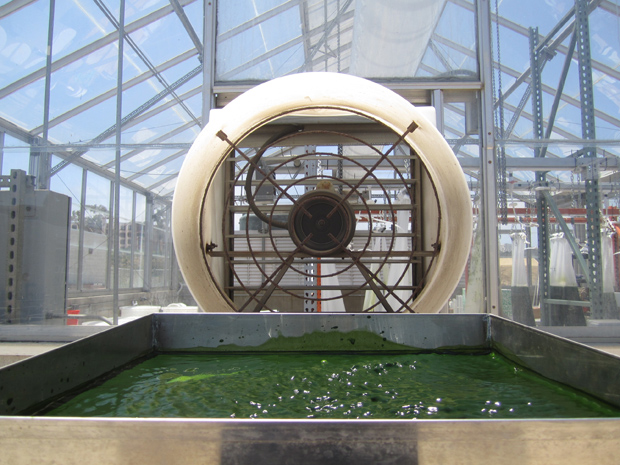 Algae drying at SD-CAB