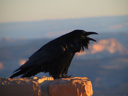 Photo of raven perched on a rock illuminated from one side by the sun rising