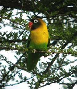 A yellow-collared lovebird sitting on a tree branch