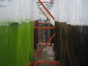 Bags of green and red algae are used by UC San Diego researchers to develop the best strains for producing biofuels. 