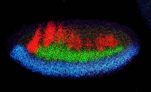 Fruit fly embryo with colors indicating a localized perturbation in the activation of three genes that determine neural identities. Credit: Mieko Mizutani, UCSD