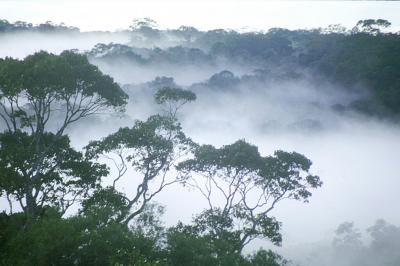 A dawn mist rises above the Amazon rainforest.