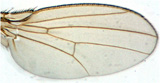 Normal wing