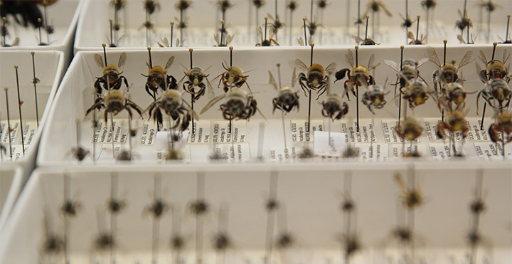 A collection of bees