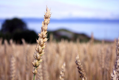 a stalk of wheat