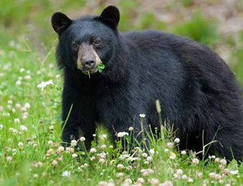 black bear eating leaves