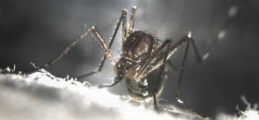 Magnified image of adult mosquito