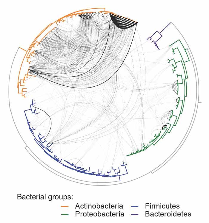 relationship diagram of different bacterial groups