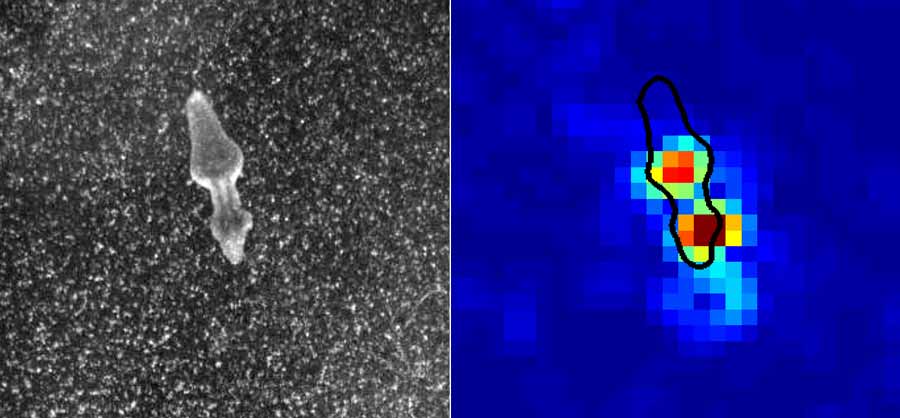 Flatworm in fission (left) with strongest stress at the two nuclei (right)