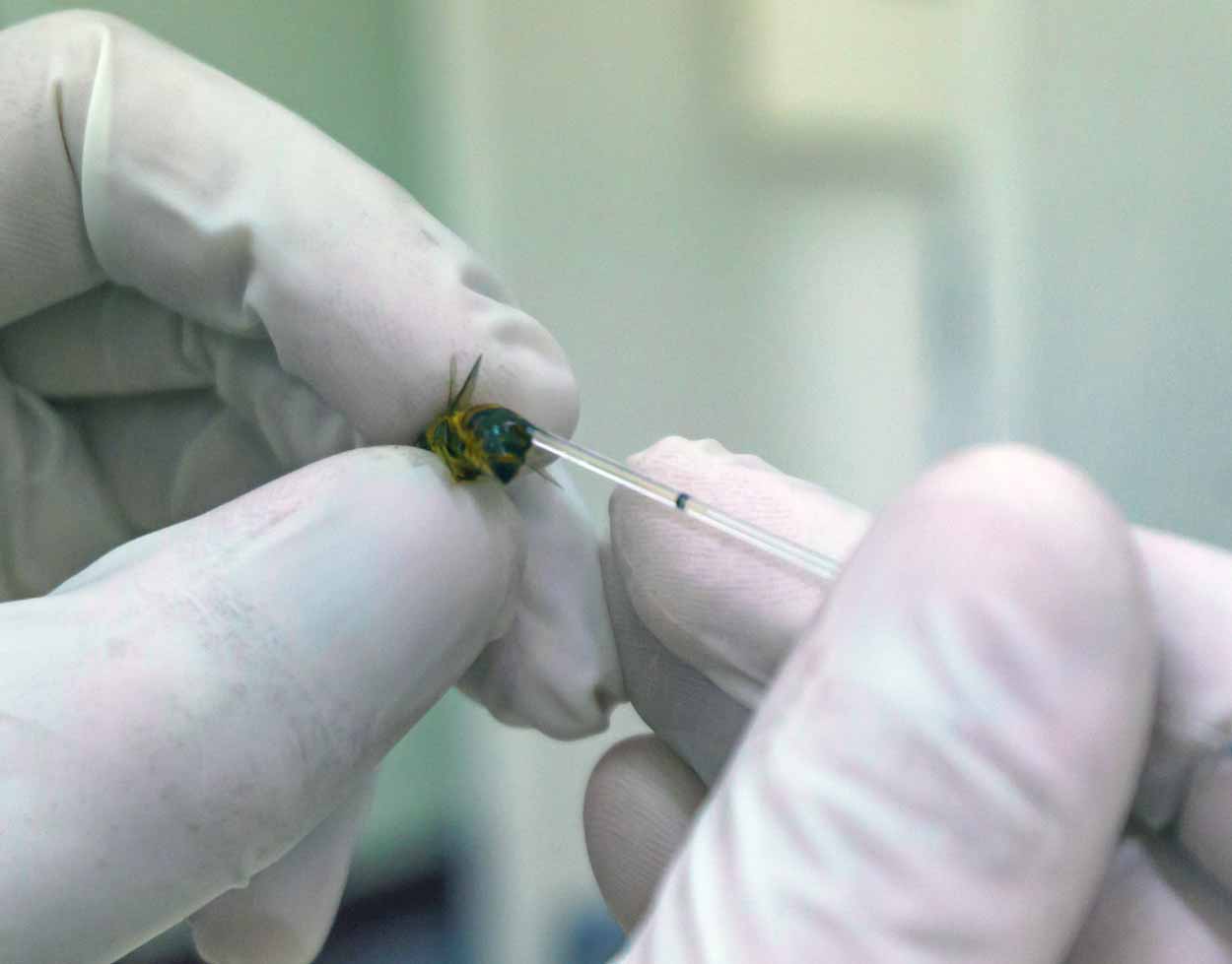 a close up of a scientist extracting blood from the abdomen of a bee