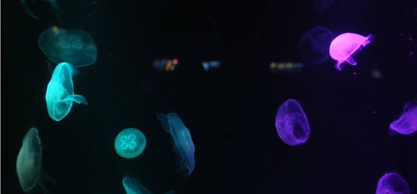 Photo of multicolored jellyfishes swimming underwater