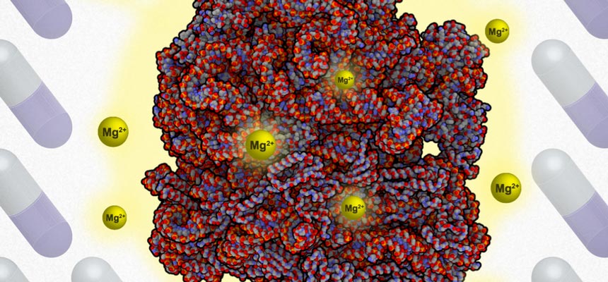 Magnesium ions bind to ribosomes and increase antibiotic resilience.