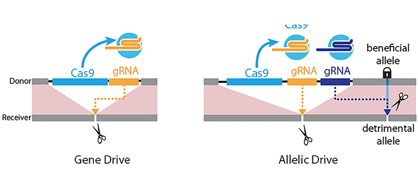 Diagram of left panel: Gene-drive is mediated by a guide RNA (gRNA) that cuts at the exact site (scissors) where the gene-drive element (blue box: Cas9 gene; yellow box: gRNA) is inserted into the genome, resulting in full gene-drive element copying. Right panel: The new allelic drive is accomplished by the addition of a second gRNA (blue box) to a gene drive element that preferentially cuts a detrimental allele (scissors), but not the beneficial allele, resulting in beneficial allele copying.