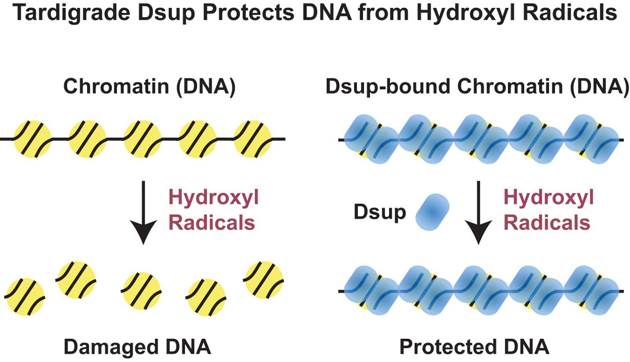 A figure showing how tardigrade Dsup protects DNA from Hydroxyl Radicals 