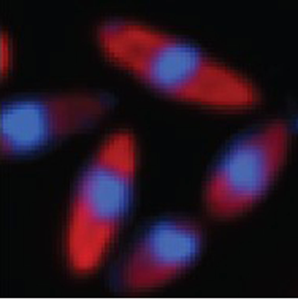Microscopic photo of longated red-colored cells surrounding blue-colored cells.