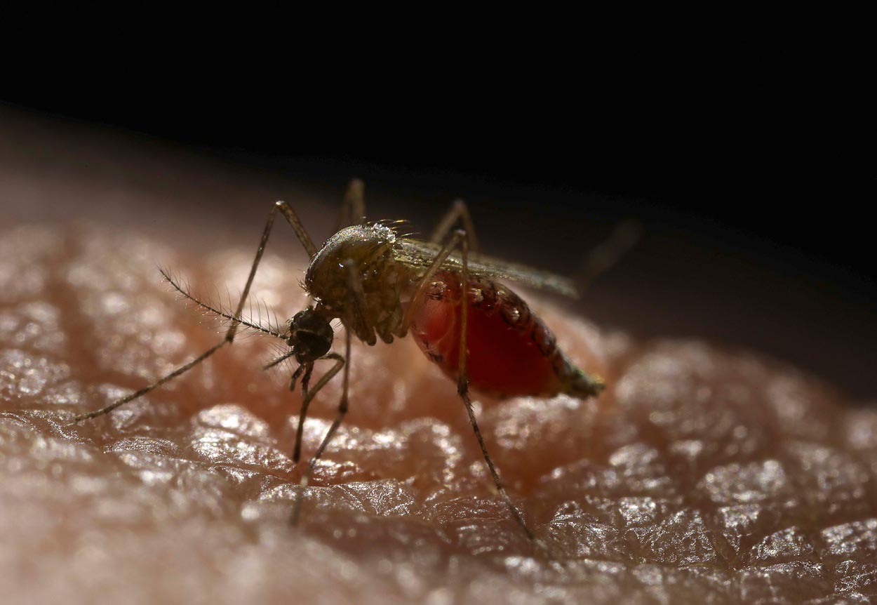 Closeup photo of a mosquito on human skin