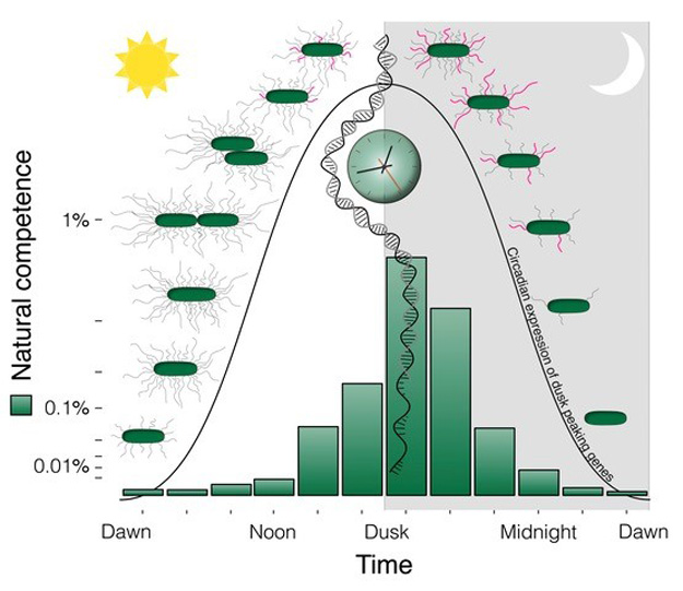 graphic showing the importance of keeping the internal biological clock aligned with the external environment