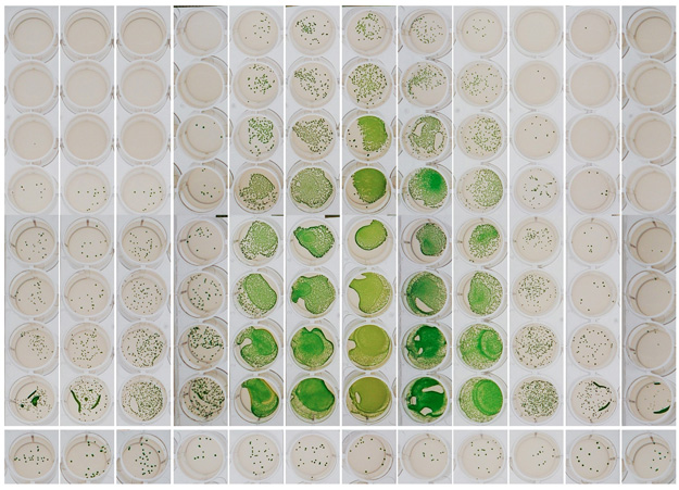 column of cyanobacteria samples taken at different times of the day