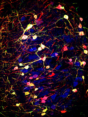 group of midbrain neurons expressing neurotransmitters