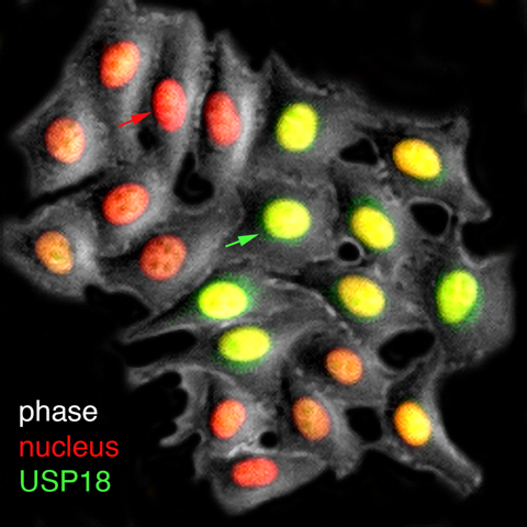 fluorescent image of phage