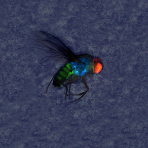 A single fly with red, blue, and green fluorescence