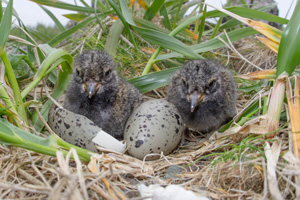 Two baby birds and an egg in a nest