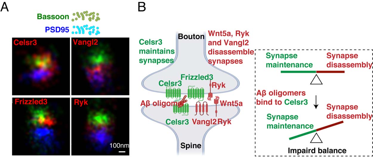 Fluorescent imaging of localization next to diagram of Wnt/PCP signaling