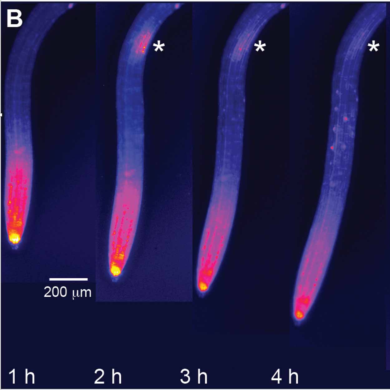 Root labeled with fluorescent dye at 1h, 2h, 3h and 4h timepoints growing over time.