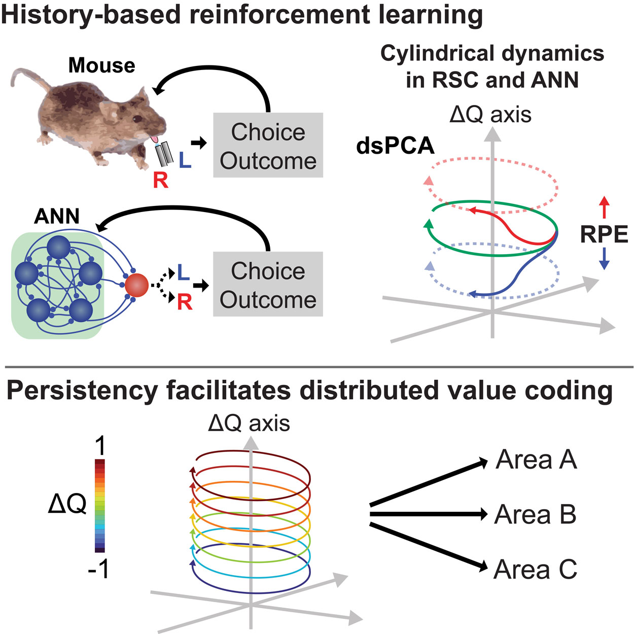 Graphic abstract showing the experiments they performed to confirm history-based reinforcement learning and persistency facilitates distributed value coding