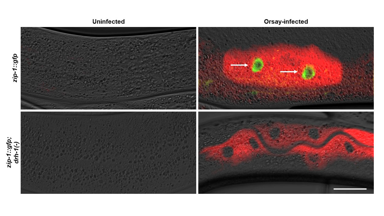 fluorescence images of roundworms both uninfected (no color) and orsay-infected