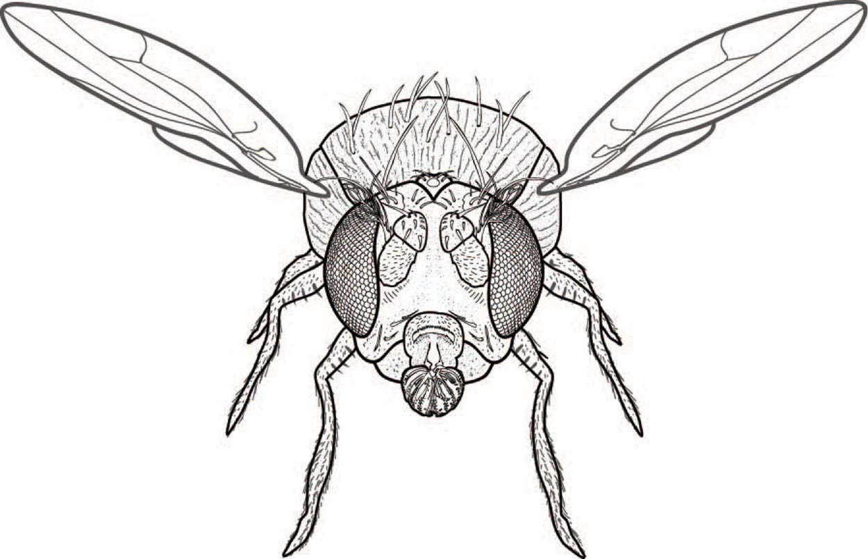 illustration of a fly