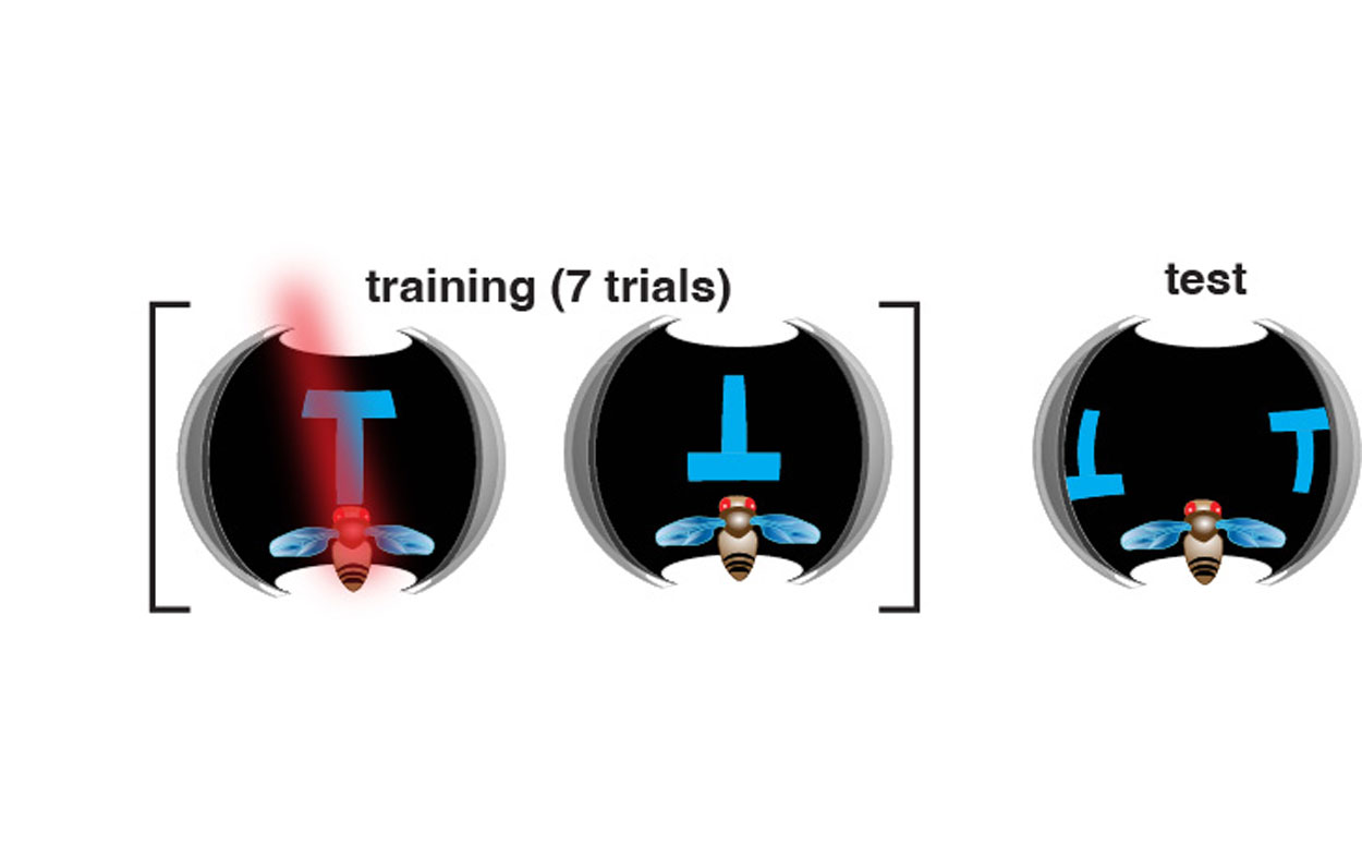 graphic of training vs. test flies