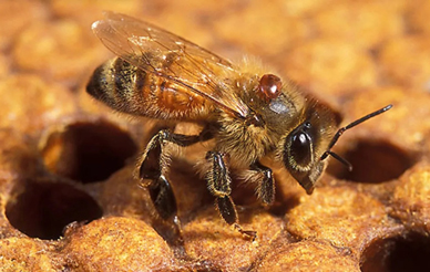 An adult honeybee with a Varroa mite on it