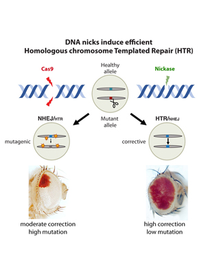 Diagram showing that DNA nicks induce efficient Homologous chromosome Templated Repair (HTR)