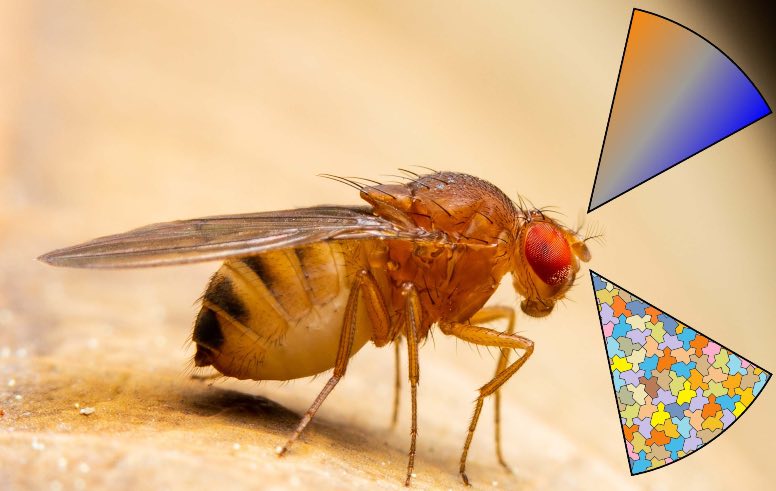 Fruit fly detecting odors