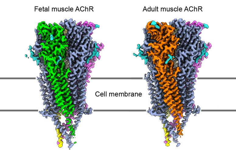 Cow, calf and 3-D image of muscle receptors.