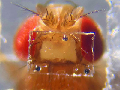 A closeup photo of a fruit fly head in a clear rectangular window