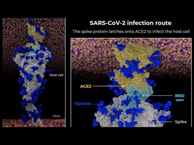 sars-cov-2 infection route
