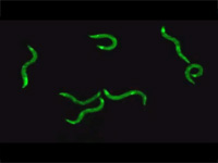 Glowing roundworms
