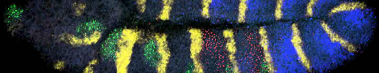 Multichannel in site hybridization of Drosophila embryo, McGinnis lab