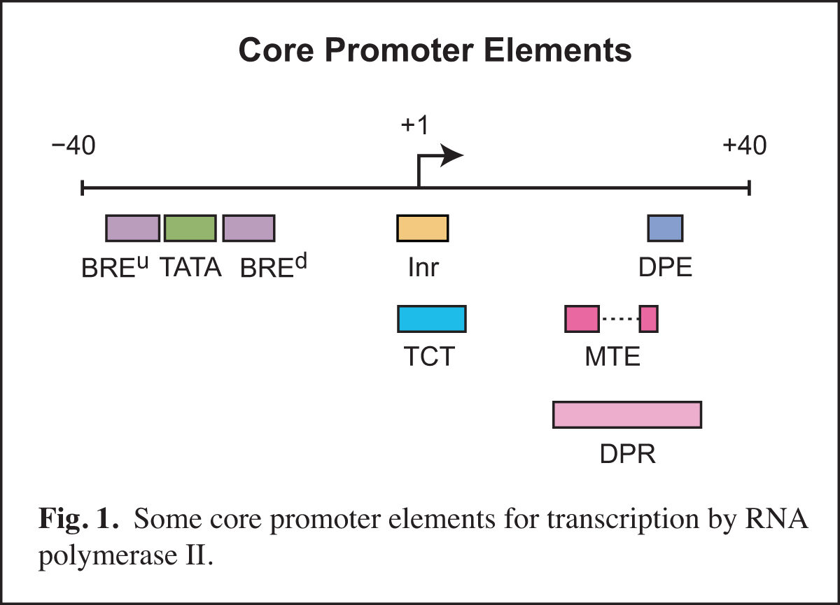 Core Promoter Elements