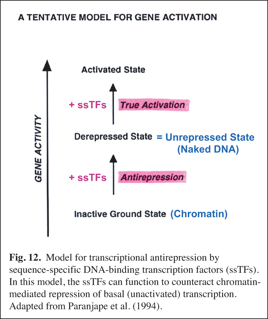 A tentative model for gene activation