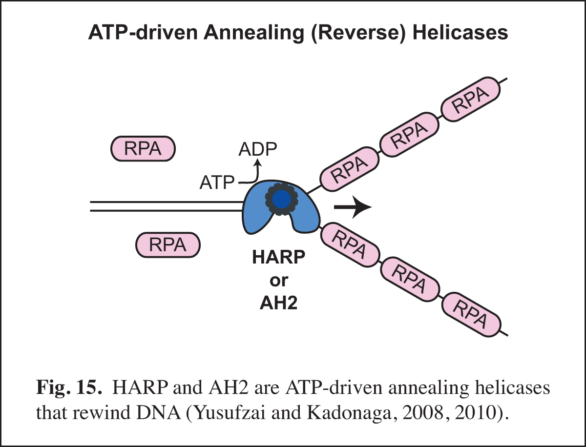 model of annealing helicases