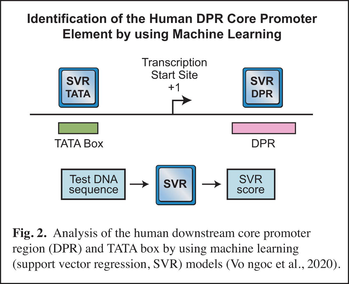 Identification Of Human DPR By Machine Learning