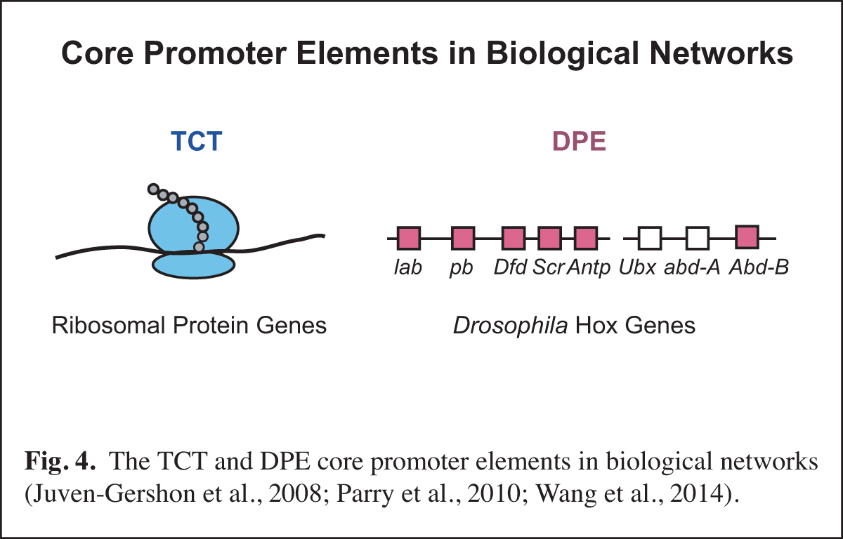 Core Promoter Motifs In Biological Networks