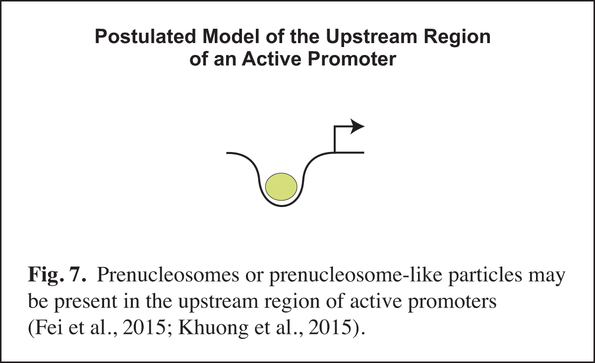 prenucleosomes at active promoters