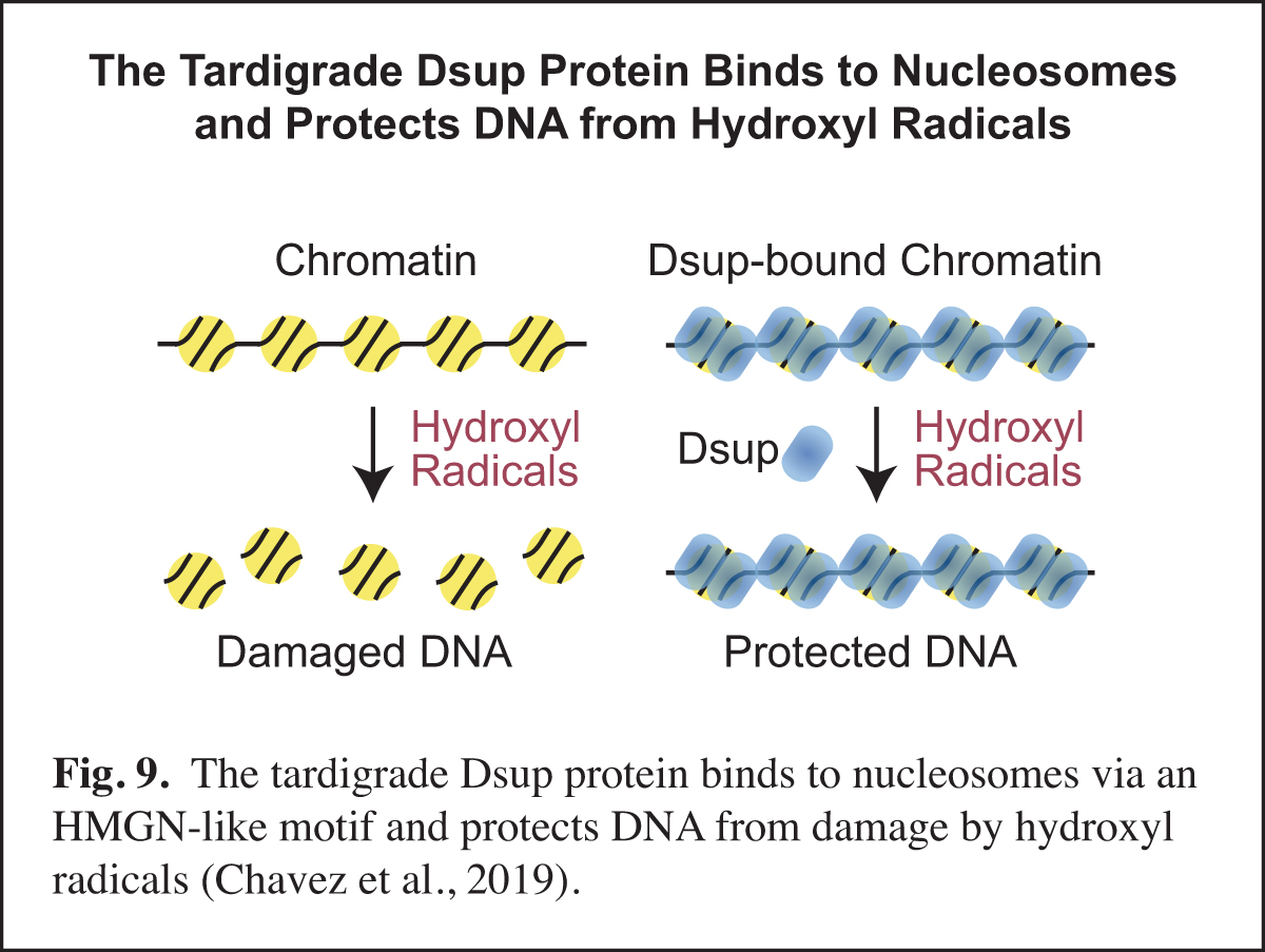 The Tardigrades DSUP protein